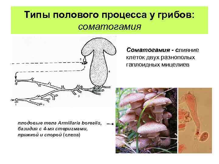 Типы полового процесса у грибов: соматогамия Соматогамия - слияние клеток двух разнополых гаплоидных мицелиев