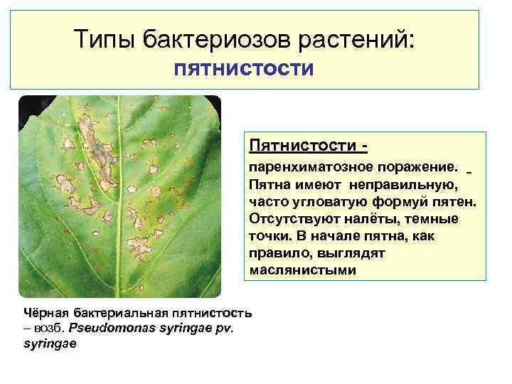 Типы бактериозов растений: пятнистости Пятнистости - паренхиматозное поражение. Пятна имеют неправильную, часто угловатую формуй