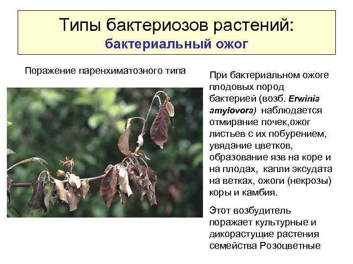 Типы бактериозов растений: бактериальный ожог Поражение паренхиматозного типа При бактериальном ожоге плодовых пород бактерией