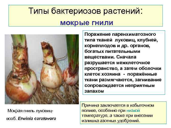 Типы бактериозов растений: мокрые гнили Поражение паренхиматозного типа тканей луковиц, клубней, корнеплодов и др.