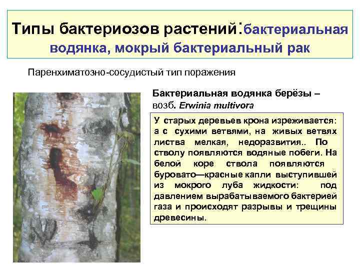 Типы бактериозов растений: бактериальная водянка, мокрый бактериальный рак Паренхиматозно-сосудистый тип поражения Бактериальная водянка берёзы
