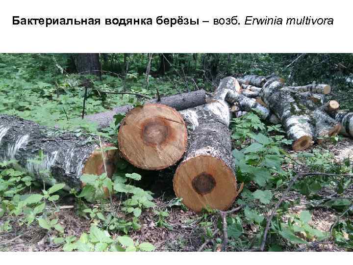 Бактериальная водянка берёзы – возб. Erwinia multivora 