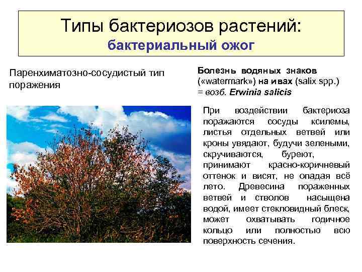 Типы бактериозов растений: бактериальный ожог Паренхиматозно-сосудистый тип поражения Болезнь водяных знаков ( «wаtermark» )