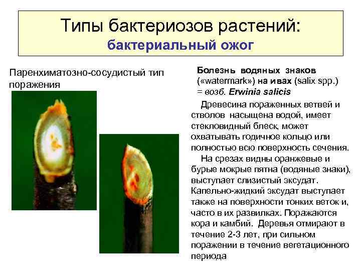 Типы бактериозов растений: бактериальный ожог Паренхиматозно-сосудистый тип поражения Болезнь водяных знаков ( «wаtermark» )