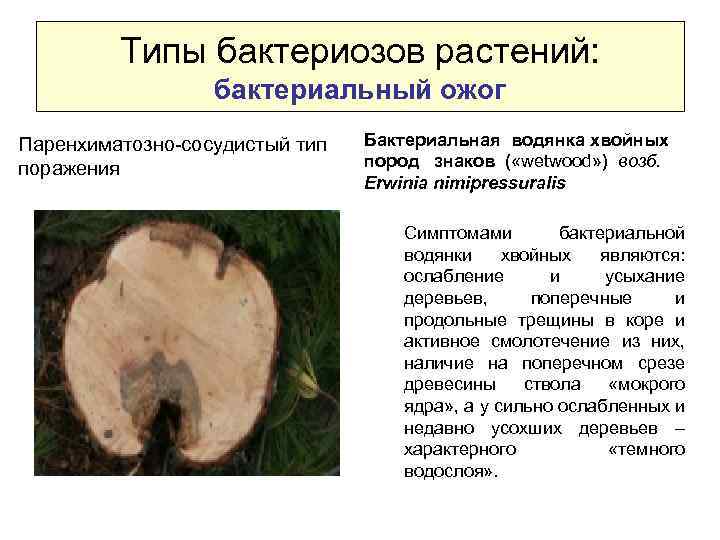 Типы бактериозов растений: бактериальный ожог Паренхиматозно-сосудистый тип поражения Бактериальная водянка хвойных пород знаков (