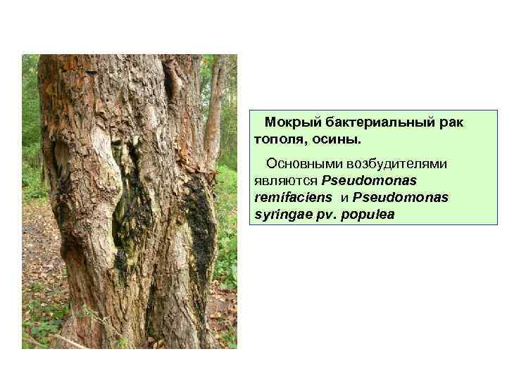  Мокрый бактериальный рак тополя, осины. Основными возбудителями являются Pseudomonas remifaciens и Pseudomonas syringae