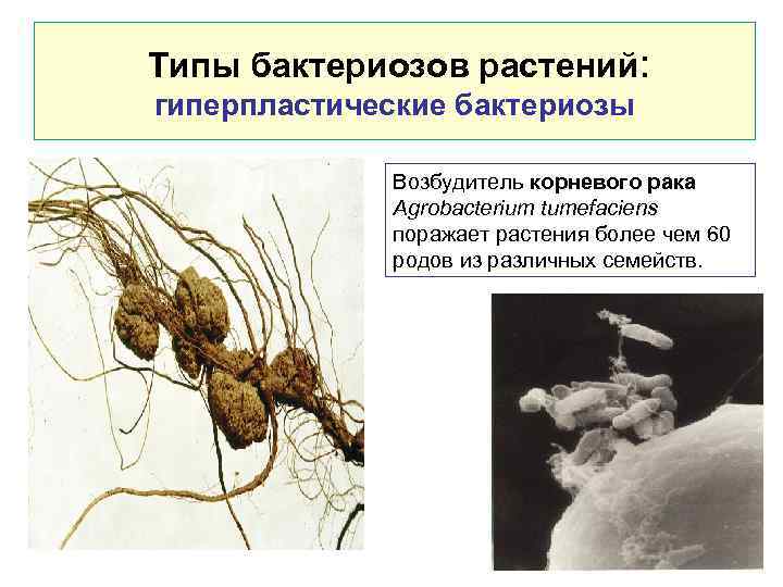  Типы бактериозов растений: гиперпластические бактериозы Возбудитель корневого рака Agrobacterium tumefaciens поражает растения более
