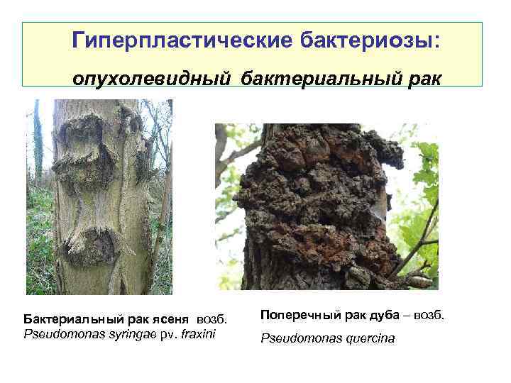  Гиперпластические бактериозы: опухолевидный бактериальный рак Бактериальный рак ясеня возб. Pseudomonas syringae pv. fraxini