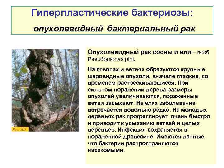 Гиперпластические бактериозы: опухолевидный бактериальный рак Опухолевидный рак сосны и ели – возб Pseudomonas pini.