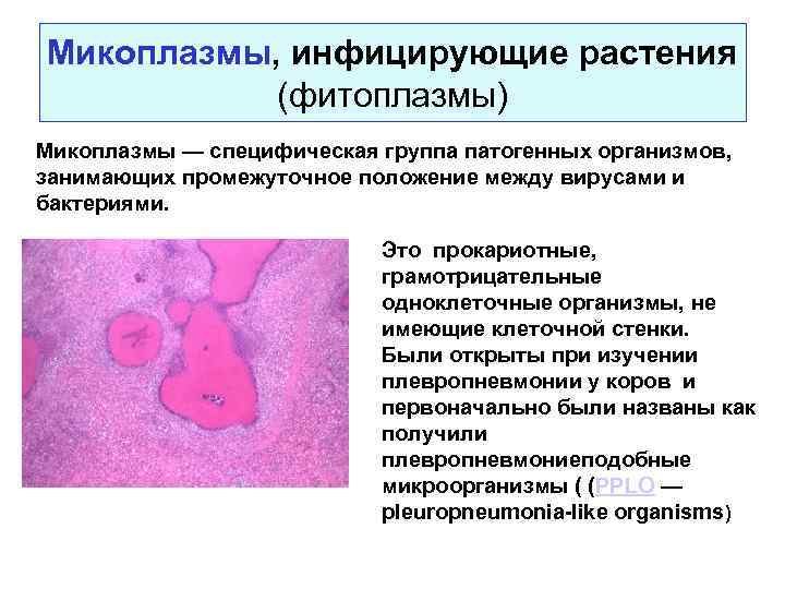 Микоплазмы, инфицирующие растения (фитоплазмы) Микоплазмы — специфическая группа патогенных организмов, занимающих промежуточное положение между