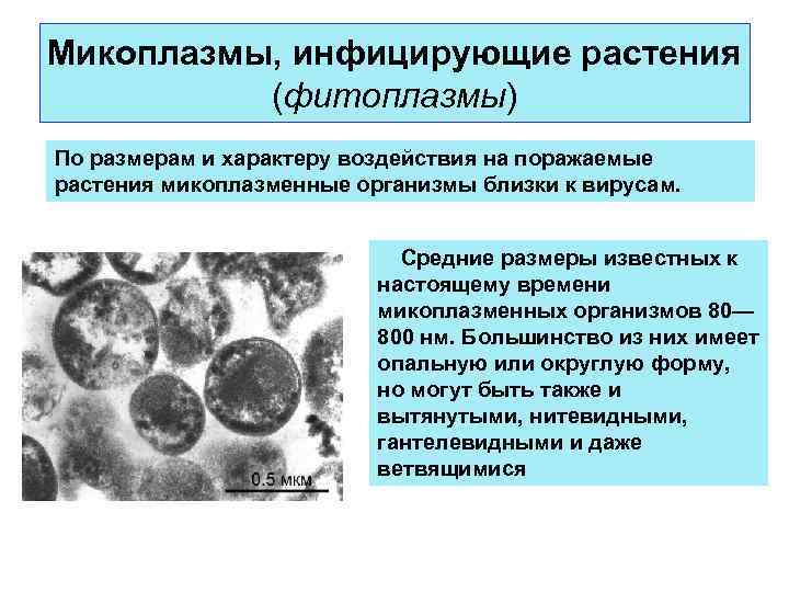 Микоплазмы, инфицирующие растения (фитоплазмы) По размерам и характеру воздействия на поражаемые растения микоплазменные организмы