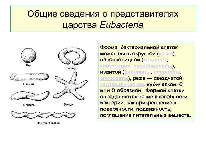 Общие сведения о представителях царства Еubacteria Форма бактериальной клеток может быть округлой (кокки), палочковидной