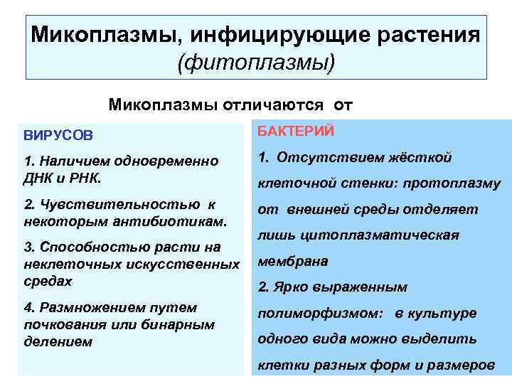 Микоплазмы, инфицирующие растения (фитоплазмы) Микоплазмы отличаются от ВИРУСОВ БАКТЕРИЙ 1. Наличием одновременно ДНК и
