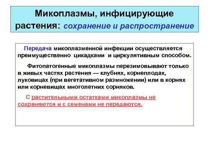 Микоплазмы, инфицирующие растения: сохранение и распространение Передача микоплазменной инфекции осуществляется преимущественно цикадками и циркулятивным