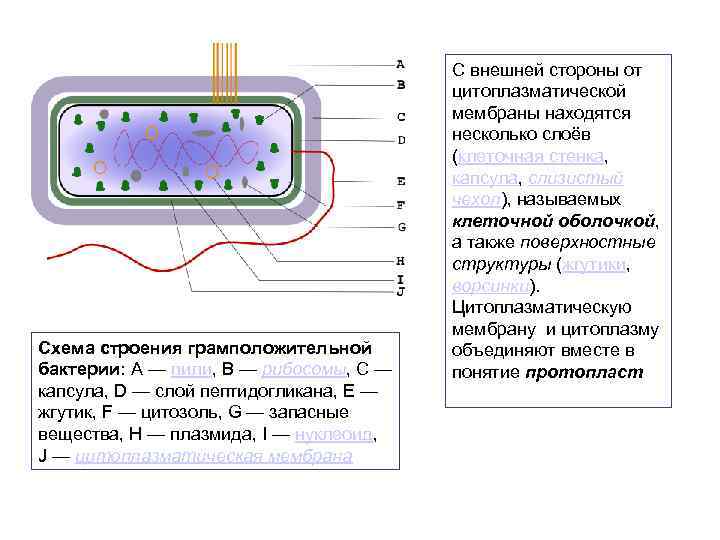 Схема строения грамположительной бактерии: A — пили, B — рибосомы, C — капсула, D