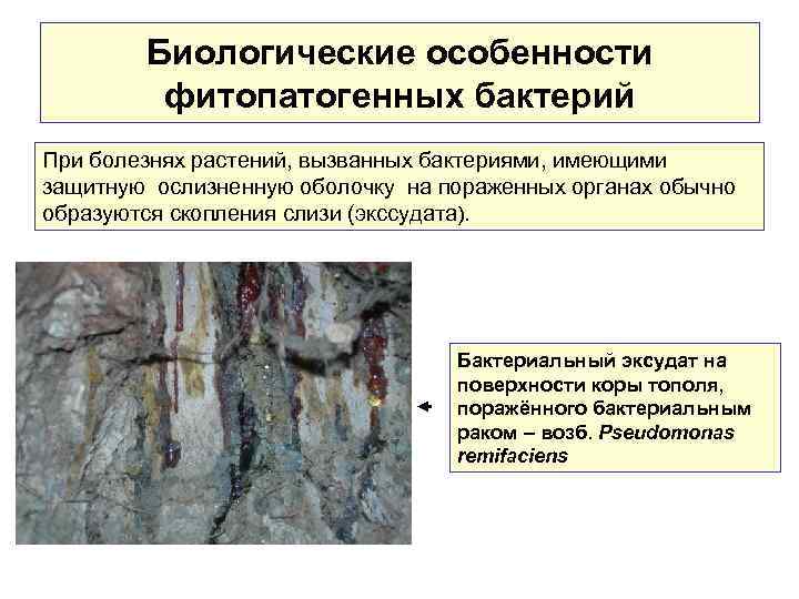 Биологические особенности фитопатогенных бактерий При болезнях растений, вызванных бактериями, имеющими защитную ослизненную оболочку на