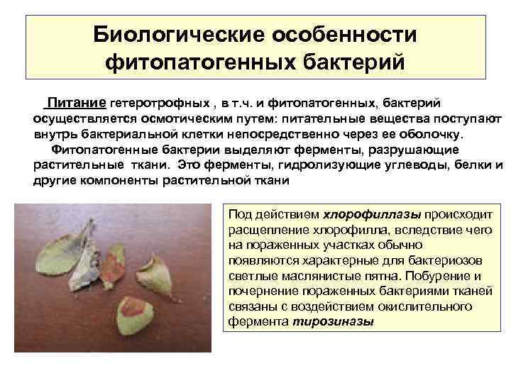 Биологические особенности фитопатогенных бактерий Питание гетеротрофных , в т. ч. и фитопатогенных, бактерий осуществляется