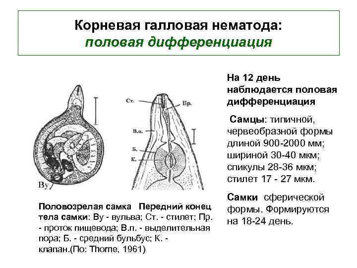 Корневая галловая нематода: половая дифференциация На 12 день наблюдается половая дифференциация Самцы: типичной, червеобразной
