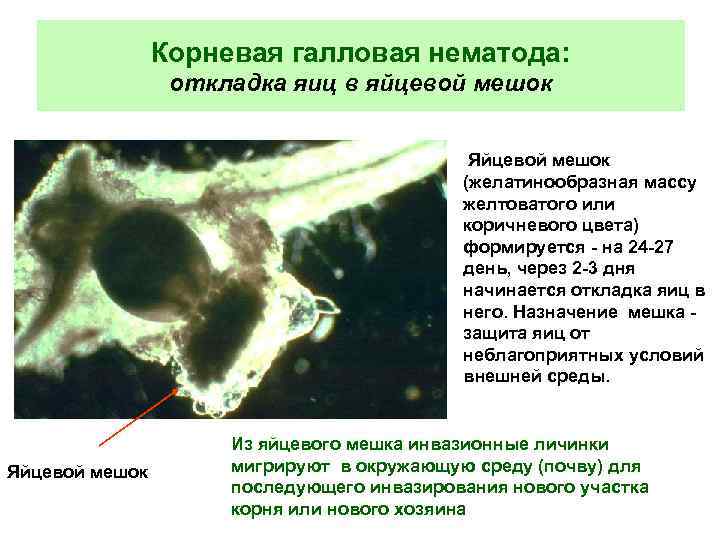 Корневая галловая нематода: откладка яиц в яйцевой мешок Яйцевой мешок (желатинообразная массу желтоватого или