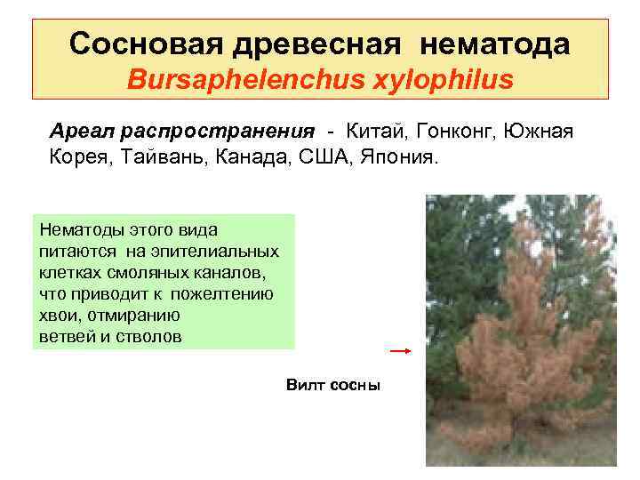 Сосновая древесная нематода Bursaphelenchus xylophilus Ареал распространения - Китай, Гонконг, Южная Корея, Тайвань, Канада,