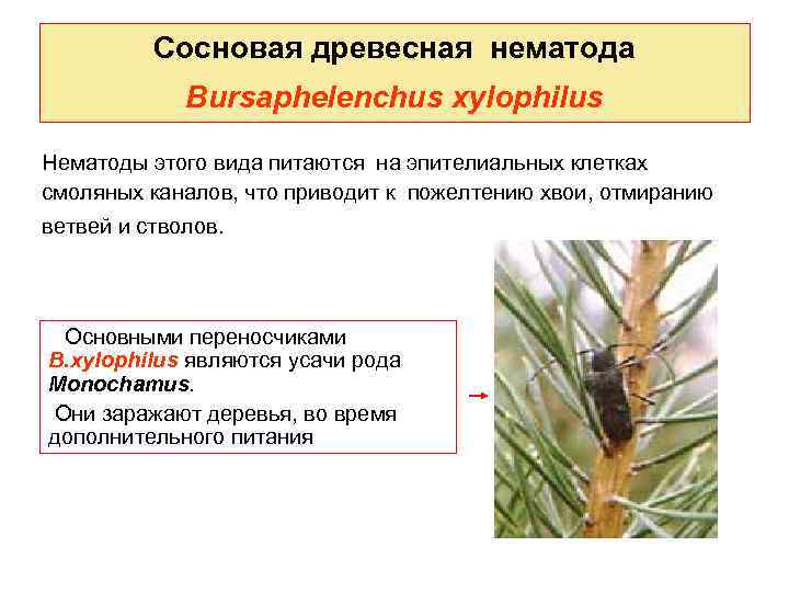 Сосновая древесная нематода Bursaphelenchus xylophilus Нематоды этого вида питаются на эпителиальных клетках смоляных каналов,