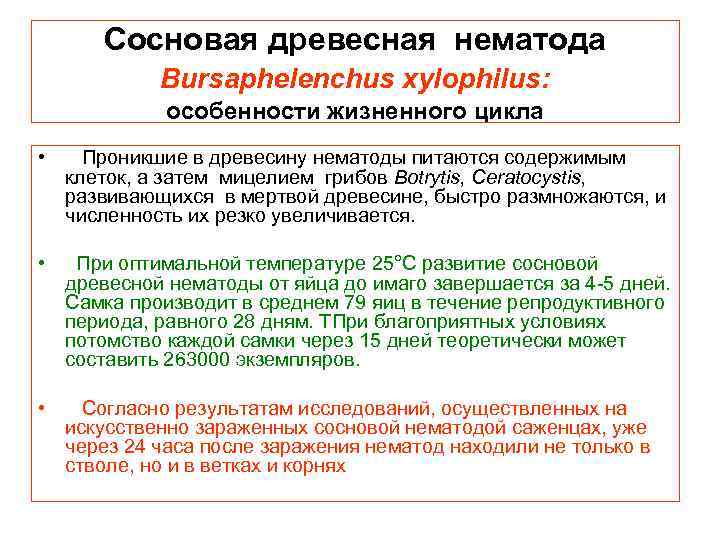 Сосновая древесная нематода Bursaphelenchus xylophilus: особенности жизненного цикла • Проникшие в древесину нематоды питаются