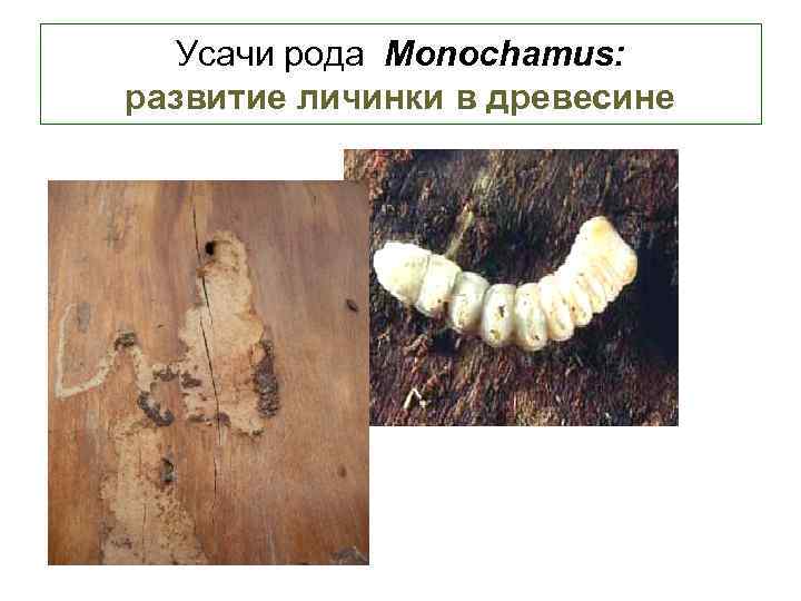 Усачи рода Monochamus: развитие личинки в древесине 