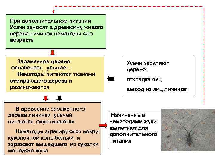 При дополнительном питании Усачи заносят в древесину живого дерева личинок нематоды 4 -го возраста