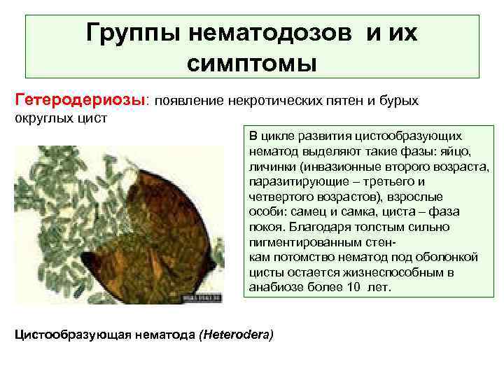 Группы нематодозов и их симптомы Гетеродериозы: появление некротических пятен и бурых округлых цист В