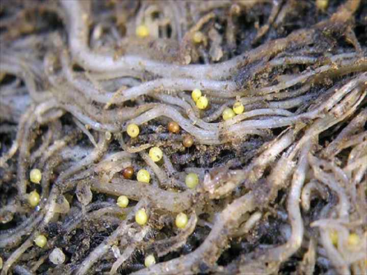 Группы нематодозов и их симптомы 3. Гетеродерозы: вызываются цистообразующими нематодами Больные растения отличаются общим