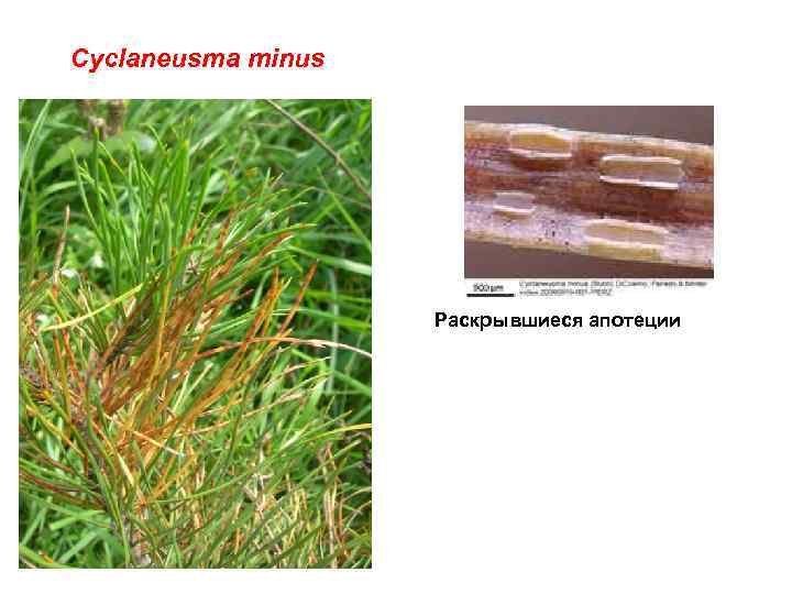 Cyclaneusma minus Раскрывшиеся апотеции 