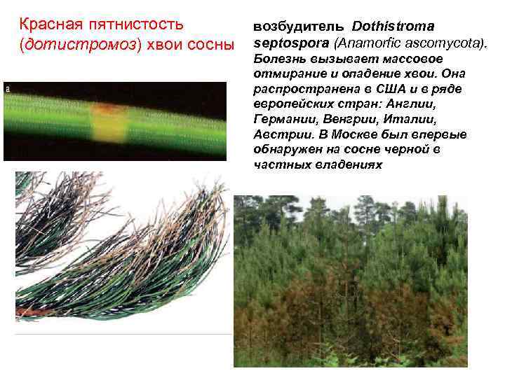 Красная пятнистость (дотистромоз) хвои сосны возбудитель Dothistroma septospora (Anamorfic ascomycota). Болезнь вызывает массовое отмирание