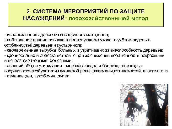 2. СИСТЕМА МЕРОПРИЯТИЙ ПО ЗАЩИТЕ НАСАЖДЕНИЙ: лесохозяйственныей метод - использование здорового посадочного материала; -