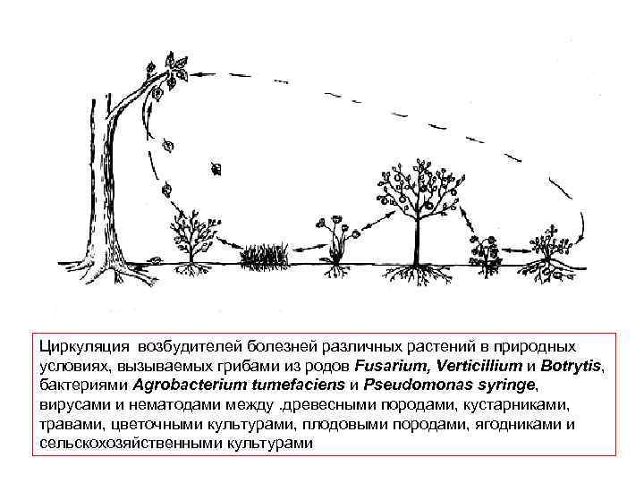 Циркуляция возбудителей болезней различных растений в природных условиях, вызываемых грибами из родов Fusarium, Verticillium