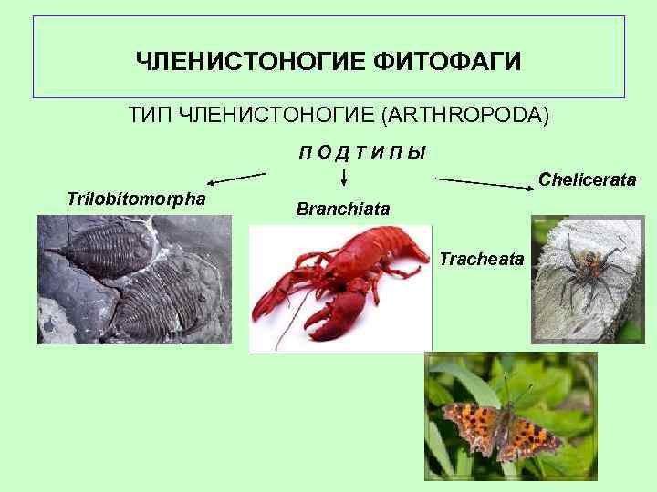 ЧЛЕНИСТОНОГИЕ ФИТОФАГИ ТИП ЧЛЕНИСТОНОГИЕ (ARTHROPODA) П О Д Т И П Ы Тrilobitomorpha Chelicerata