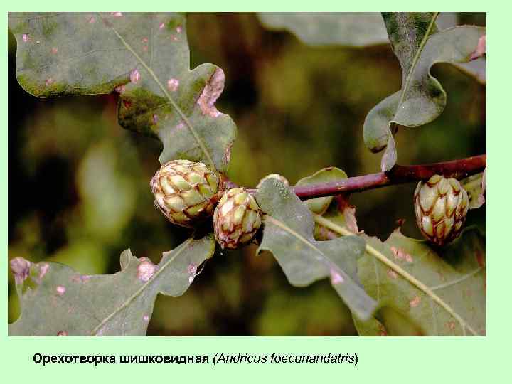 Орехотворка шишковидная (Andricus foecunandatris) 