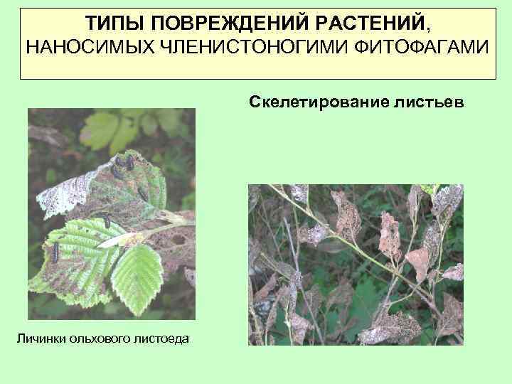 ТИПЫ ПОВРЕЖДЕНИЙ РАСТЕНИЙ, НАНОСИМЫХ ЧЛЕНИСТОНОГИМИ ФИТОФАГАМИ Скелетирование листьев Личинки ольхового листоеда 