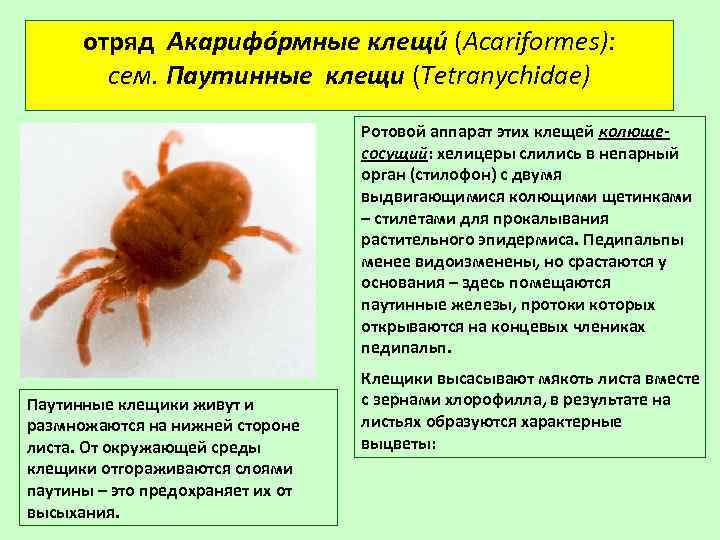 отряд Акарифо рмные клещи (Acariformes): сем. Паутинные клещи (Tetranychidae) Ротовой аппарат этих клещей колющесосущий:
