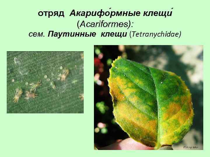 отряд Акарифо рмные клещи (Acariformes): сем. Паутинные клещи (Tetranychidae) 