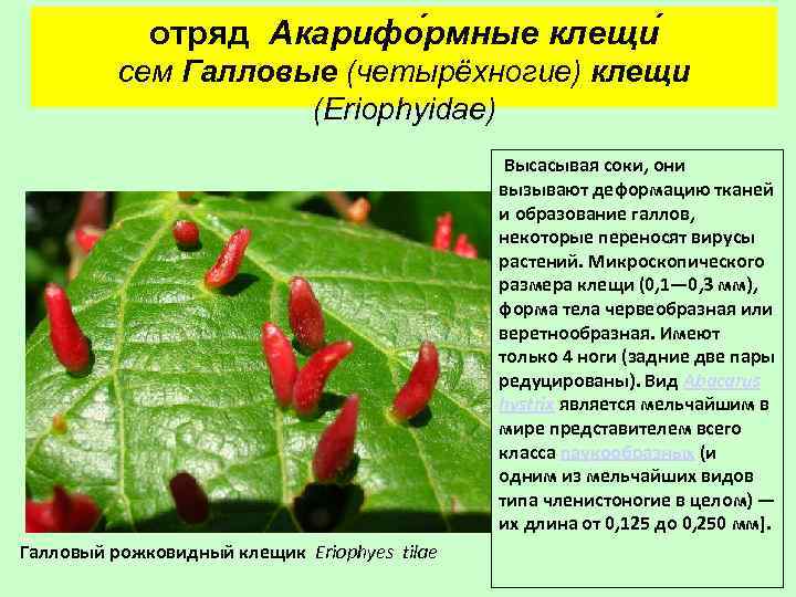 отряд Акарифо рмные клещи сем Галловые (четырёхногие) клещи (Eriophyidae) Высасывая соки, они вызывают деформацию