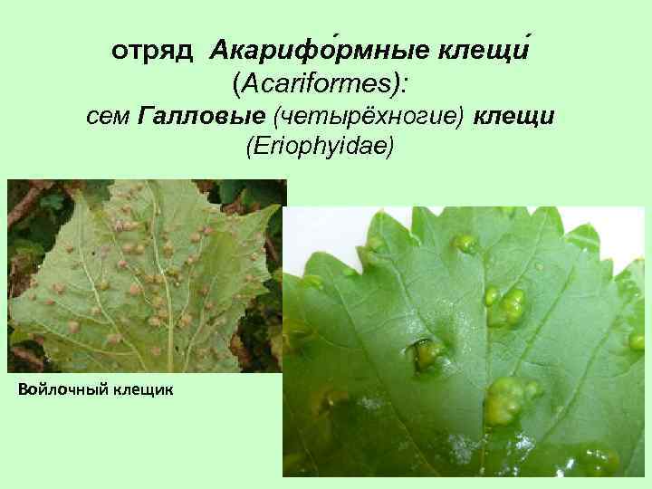 отряд Акарифо рмные клещи (Acariformes): сем Галловые (четырёхногие) клещи (Eriophyidae) Войлочный клещик 
