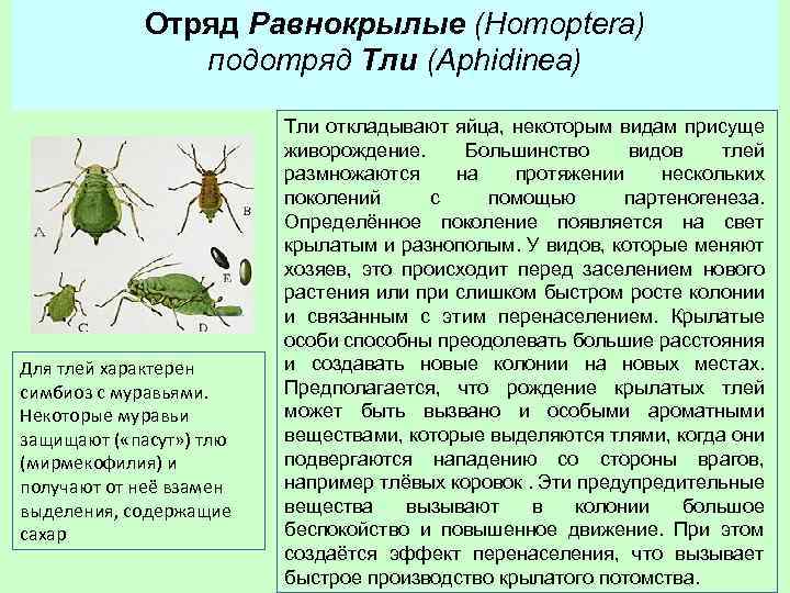 Отряд Равнокрылые (Homoptera) подотряд Тли (Aphidinea) Для тлей характерен симбиоз с муравьями. Некоторые муравьи