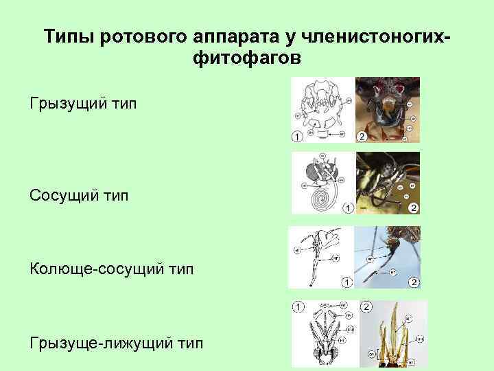 Типы ротового аппарата у членистоногихфитофагов Грызущий тип Сосущий тип Колюще-сосущий тип Грызуще-лижущий тип 