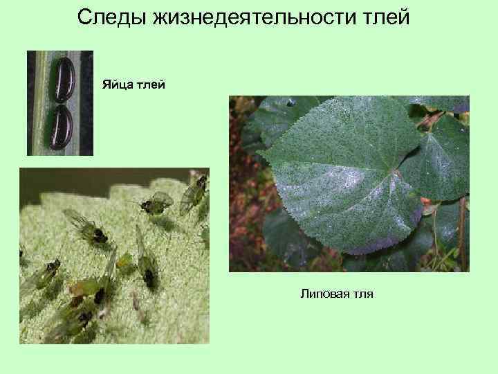 Следы жизнедеятельности тлей Яйца тлей Липовая тля 