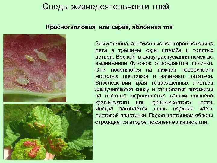 Следы жизнедеятельности тлей Красногалловая, или серая, яблонная тля Зимуют яйца, отложенные во второй половине