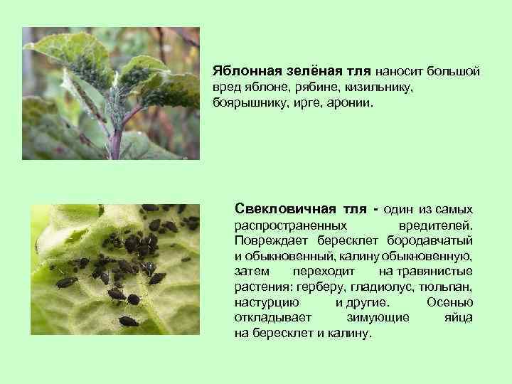 Яблонная зелёная тля наносит большой вред яблоне, рябине, кизильнику, боярышнику, ирге, аронии. Свекловичная тля