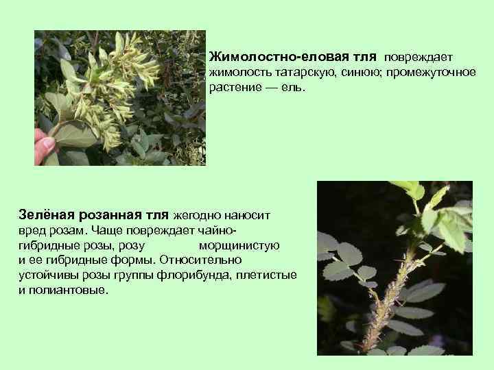 Жимолостно-еловая тля повреждает жимолость татарскую, синюю; промежуточное растение — ель. Зелёная розанная тля жегодно