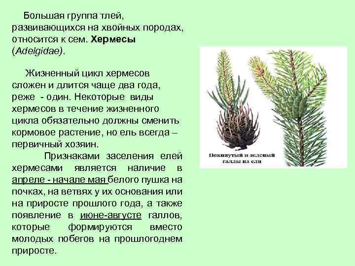  Большая группа тлей, развивающихся на хвойных породах, относится к сем. Хермесы (Adelgidae). Жизненный