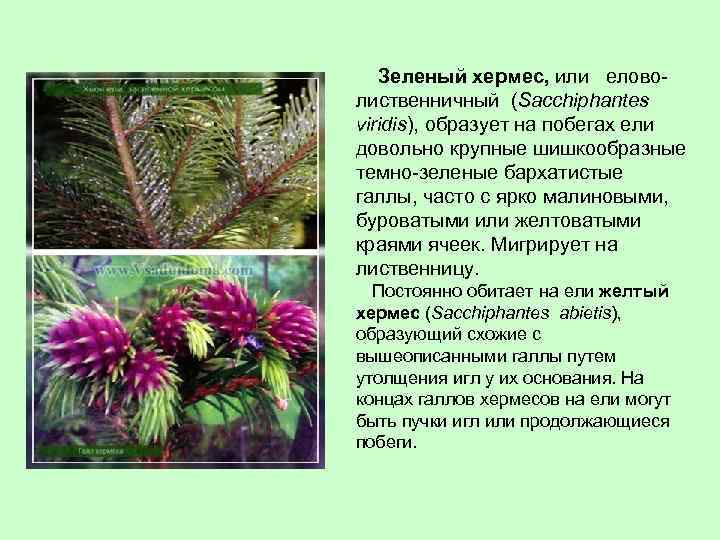  Зеленый хермес, или еловолиственничный (Sacchiphantes viridis), образует на побегах ели довольно крупные шишкообразные