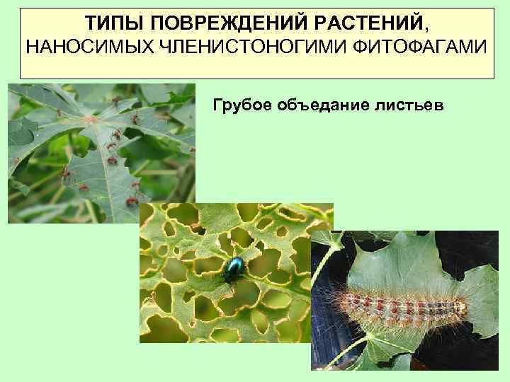ТИПЫ ПОВРЕЖДЕНИЙ РАСТЕНИЙ, НАНОСИМЫХ ЧЛЕНИСТОНОГИМИ ФИТОФАГАМИ Грубое объедание листьев 